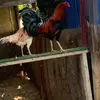 Eddy Trujillo - @eddie.trujillo559 - TikTok