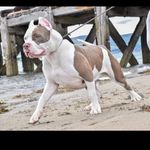 Eddie Tucker Jnr - @red_carpet.bullys - Instagram