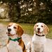 Balou &amp; Eddy von Hengist - Facebook