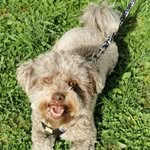 Eddy von der Linde - @eddy_the_teddy21 - Instagram