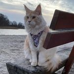 Eddy von Edeltatzen - @eddy.mainecoon - Instagram