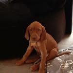 Teisentz - @eddywoods57 - Instagram