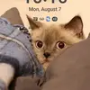 Shawne Edel Williams - @shawne.edel.willi - TikTok