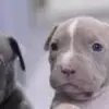 Jedelin Perez - @jedelinperez - TikTok