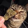 Adell Davis - @stoner.hacks - TikTok