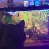 🐠Eli’s Jungle Animals🦎 - @eli_biedenbender - TikTok