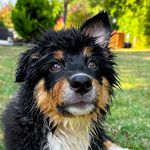 Eden - @eden.bergeraustralien - Instagram