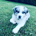 Eden🐶 berger australien - @eden_blue_eye - Instagram
