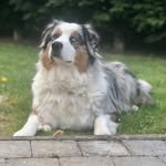 Eden Berger Australien bleu merle - @eden_berger_australien - Instagram