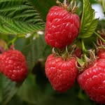 Edenberry Farm - @edenberry_farm - Instagram