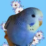 Evelyn @ Eden Birds 🐦 - @eden.birds.budgies - Instagram