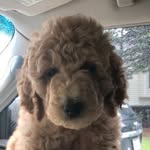 Eden Boone - @doodlemeeden - Instagram