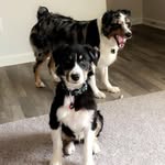 Eden & Brewer - @twoaussbros - Instagram