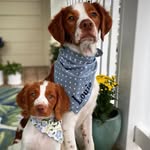 Edenbright Brittanys - @edenbrightbrittanys - Instagram