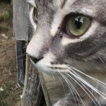 Eden Carr |-/ - @eden__carr__cat - Instagram