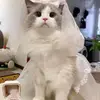 user83108847969623 - @eden.castro - TikTok
