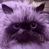 EdenCharles - @eden_.charles - TikTok