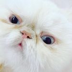 Eden Choi - @eden_choi - Instagram