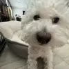eden - @edencchoi - TikTok