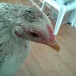 Eden Duran - @got_that_chickenswagnigas - Instagram