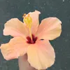 Eden🌺 - @eden_flood9294 - TikTok