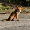 Eden Fox - @eden.fox.666 - TikTok