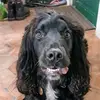 user9772555484848 - @eden_doglover - TikTok