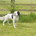 Dave Carr - @edenthespringerspaniel - Instagram