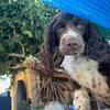 Eden_springer_spaniel_34 - @eden_springer_spaniel_34 - TikTok