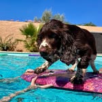 Eden_springer_spaniel - @eden_springer_spaniel_34 - Instagram