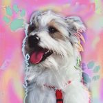 Eden 🐶 - @eden_kafka_sullivan - Instagram