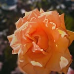 Eden - @edensutton_ - Instagram
