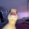 idiinn_ - @edenvang8 - TikTok