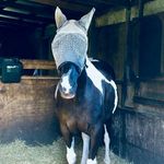 Eden Vincent - @eden_the_horse_crazy_girl - Instagram