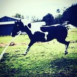 Eden vincent - @horse_crazy_eden - Instagram