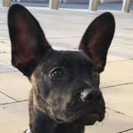 Eden - @edenwileydog - Instagram