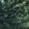 eden williams - @eden.williams6 - TikTok