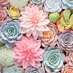 Eden Willis - Facebook