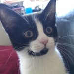 eden 🐱💕 - @_.eden.xo - Instagram