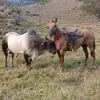 eder gomez - @eder.gomez71 - TikTok