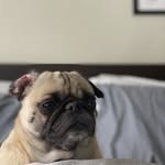 Edgar Allen - @edgar.allen.pug - Instagram