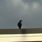 Edgar Allen Crow - @morningswithallen - Instagram