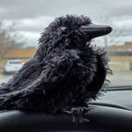 Edgar Allen Crow - @onestuffedcrow - Instagram
