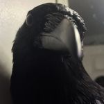 Edgar Allen Crow - @edgar_allen_crow - Instagram