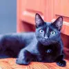 Edgar Allen Paw - @edgar_allen_paw - TikTok