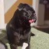 edgar allen pug - @edgar_allen_pug25 - TikTok