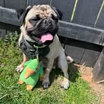 Edgar Allen Pugtato - @edgarallenpugtato - Instagram
