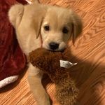 Edgar Bates - @edgar_allen_paw20 - Instagram
