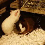 @edgar_and_baxter - Instagram