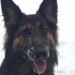 Edgar Biddle - @my_dog_poinex - Instagram